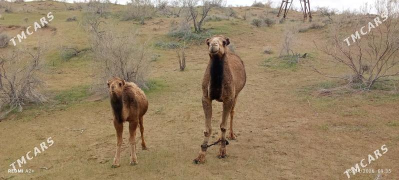 Torumly Duýe - Берекет - img 1