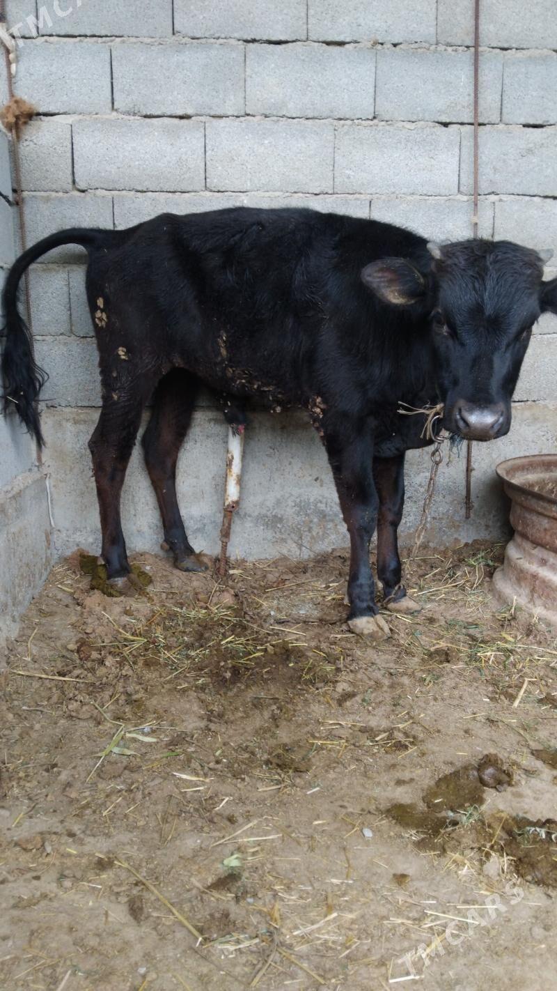 Ökuz - Бахарден - img 1