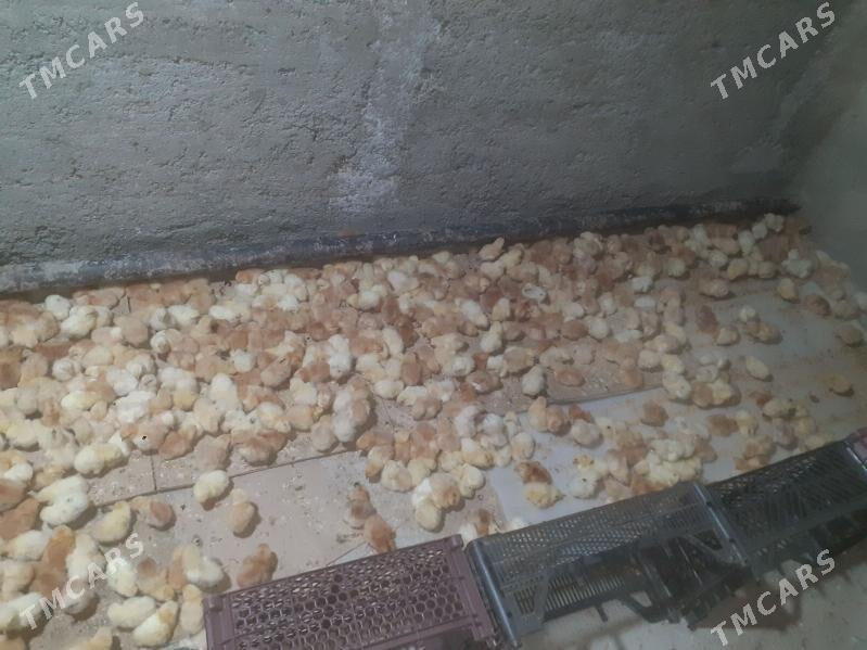 Mesny juyjeler - Türkmenabat - img 1