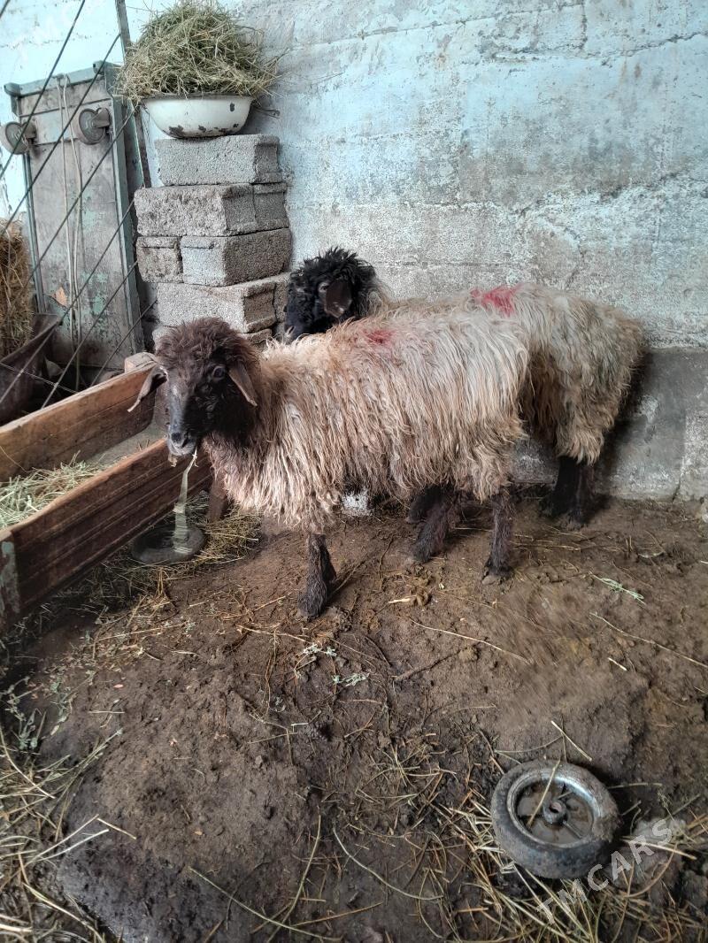 Goÿunlar we geçiler - Хитровка - img 1