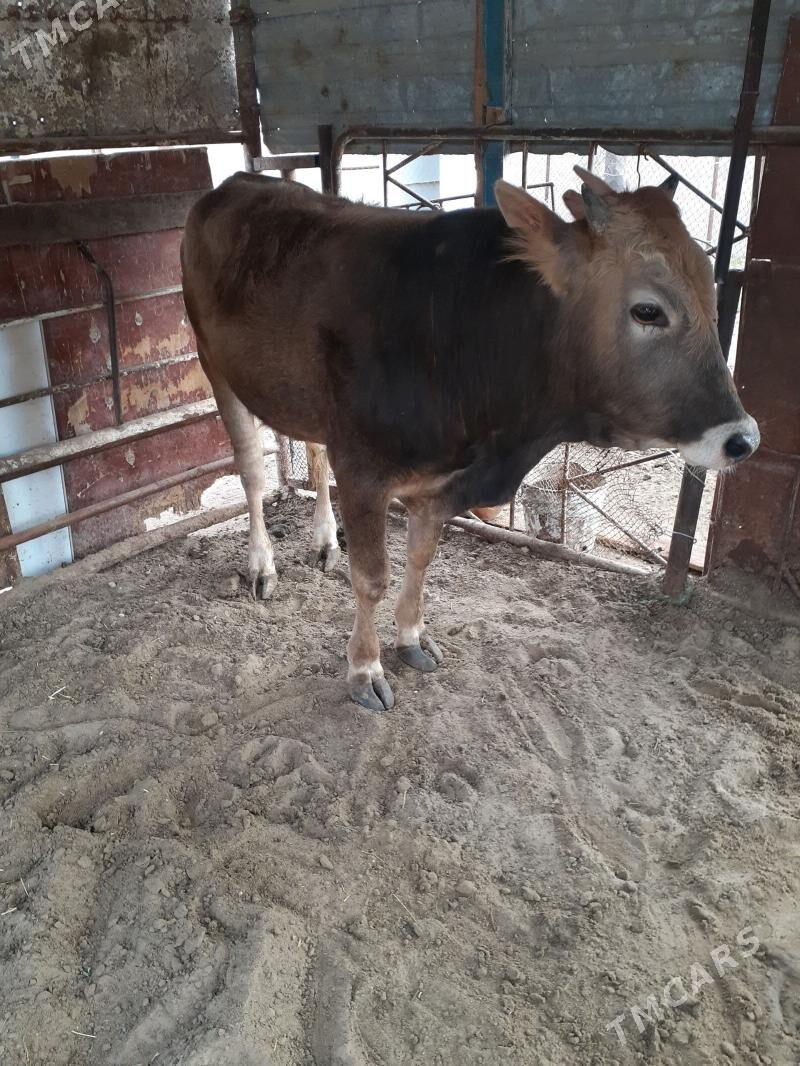 окуз - Балканабат - img 1