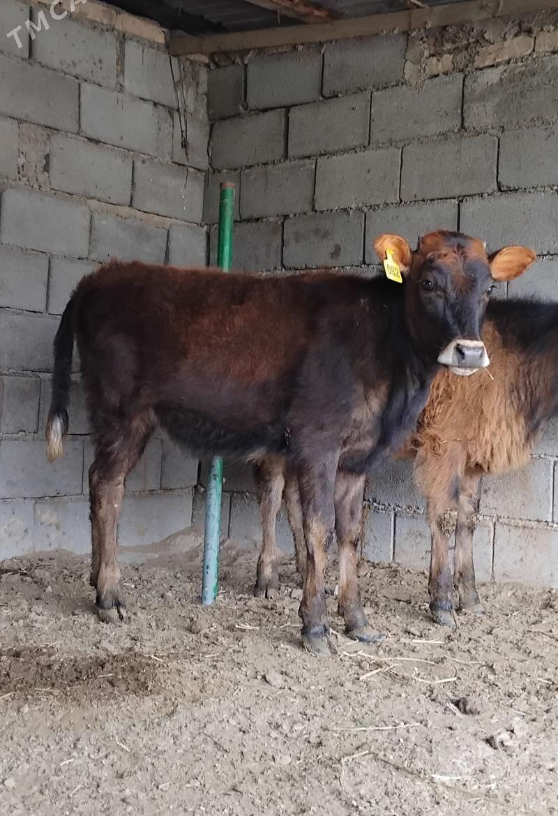 ŠWES TUWE - Aşgabat - img 1