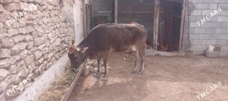 gysyr sygyr - Гызыларбат - img 1