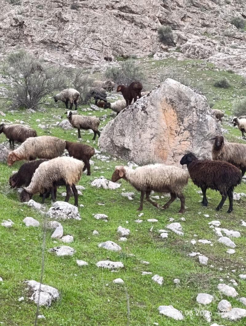 Goýunlar - Şabat etr. - img 1