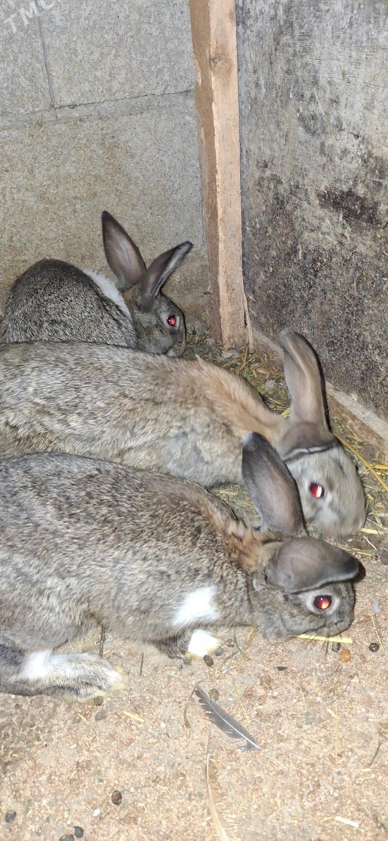 towşan - Bäherden - img 1