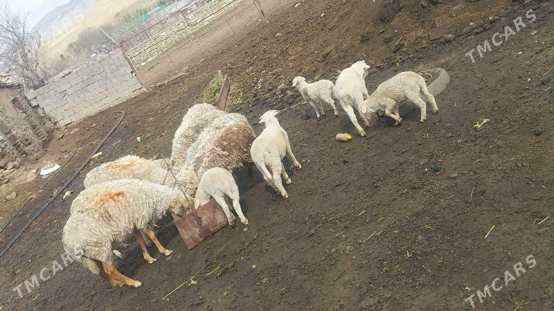 Merenos - Bäherden - img 1