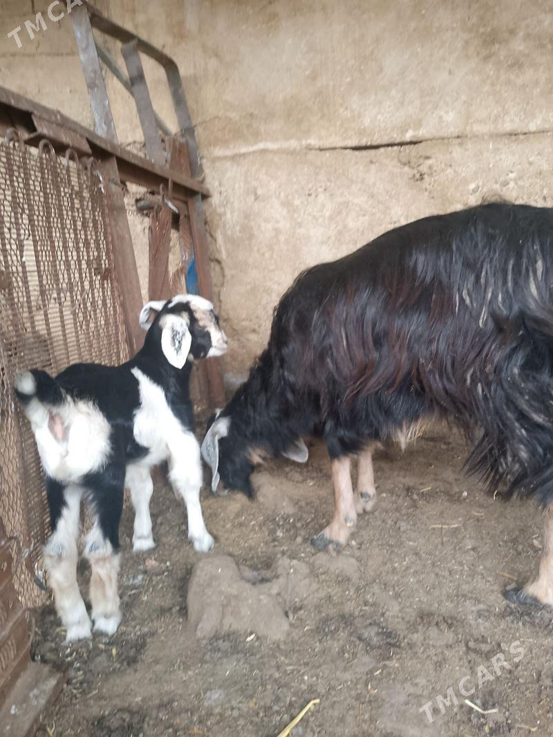 cewis - Aşgabat - img 1