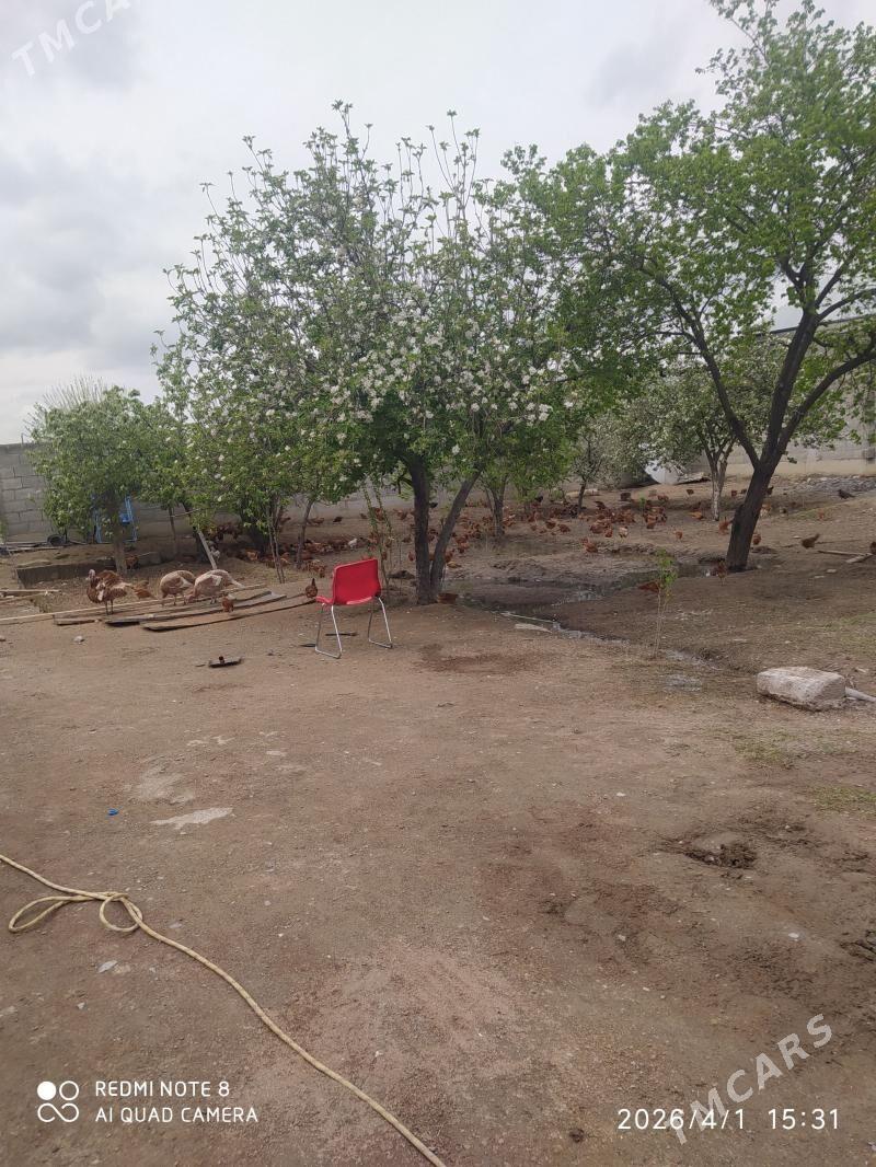 juyje - Bäherden - img 1