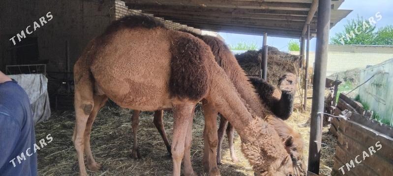 kosekli duye - Сакарчага - img 1