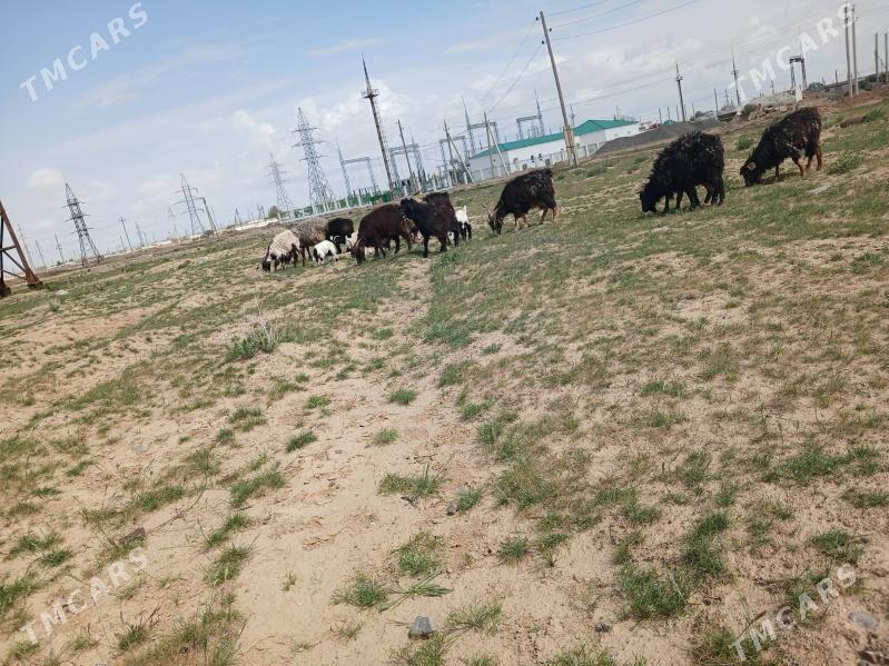 owlakly geçi - Gyzylarbat - img 1