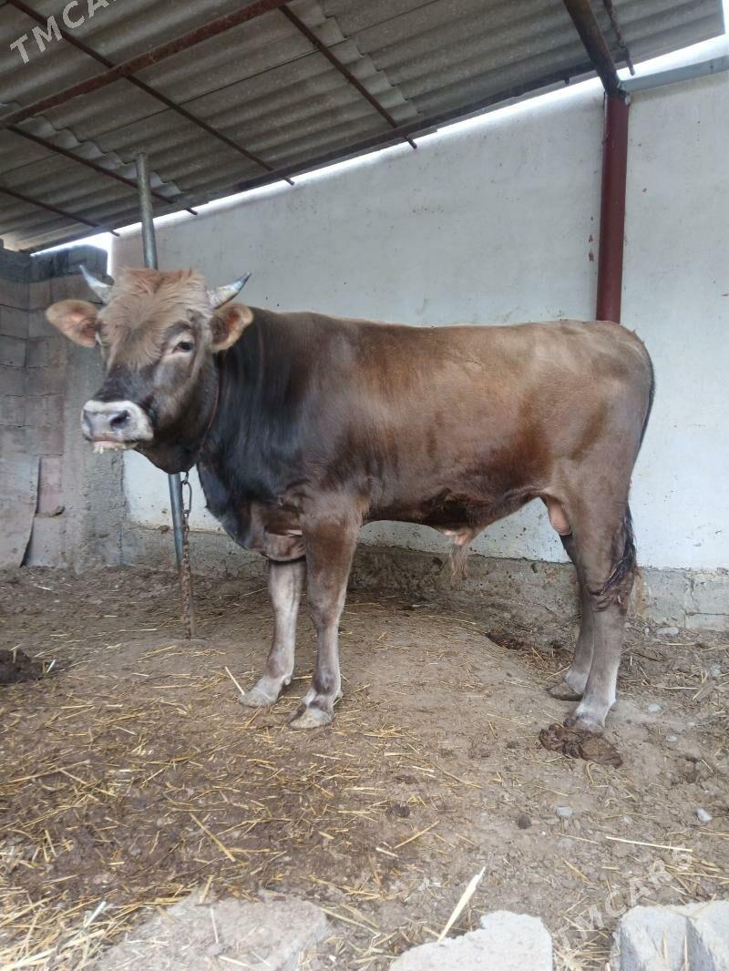 okuz - Çoganly - img 1