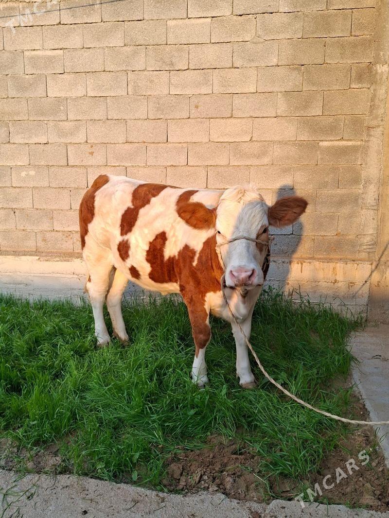 SÎMMENTAL TÙWE - Анев - img 1