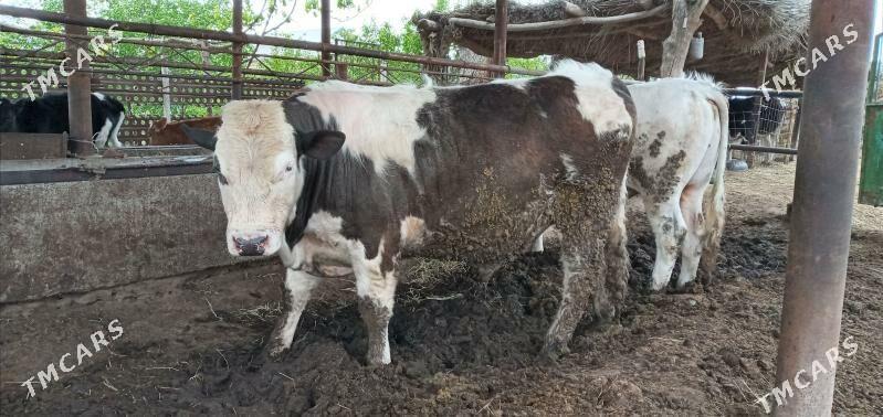 simental okuz - Гарабекевюл - img 1