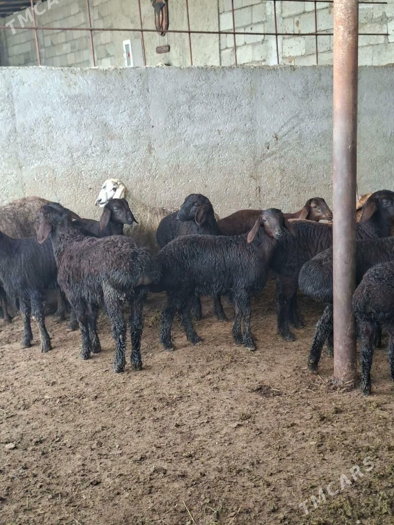 gisar berreler - Анев - img 1