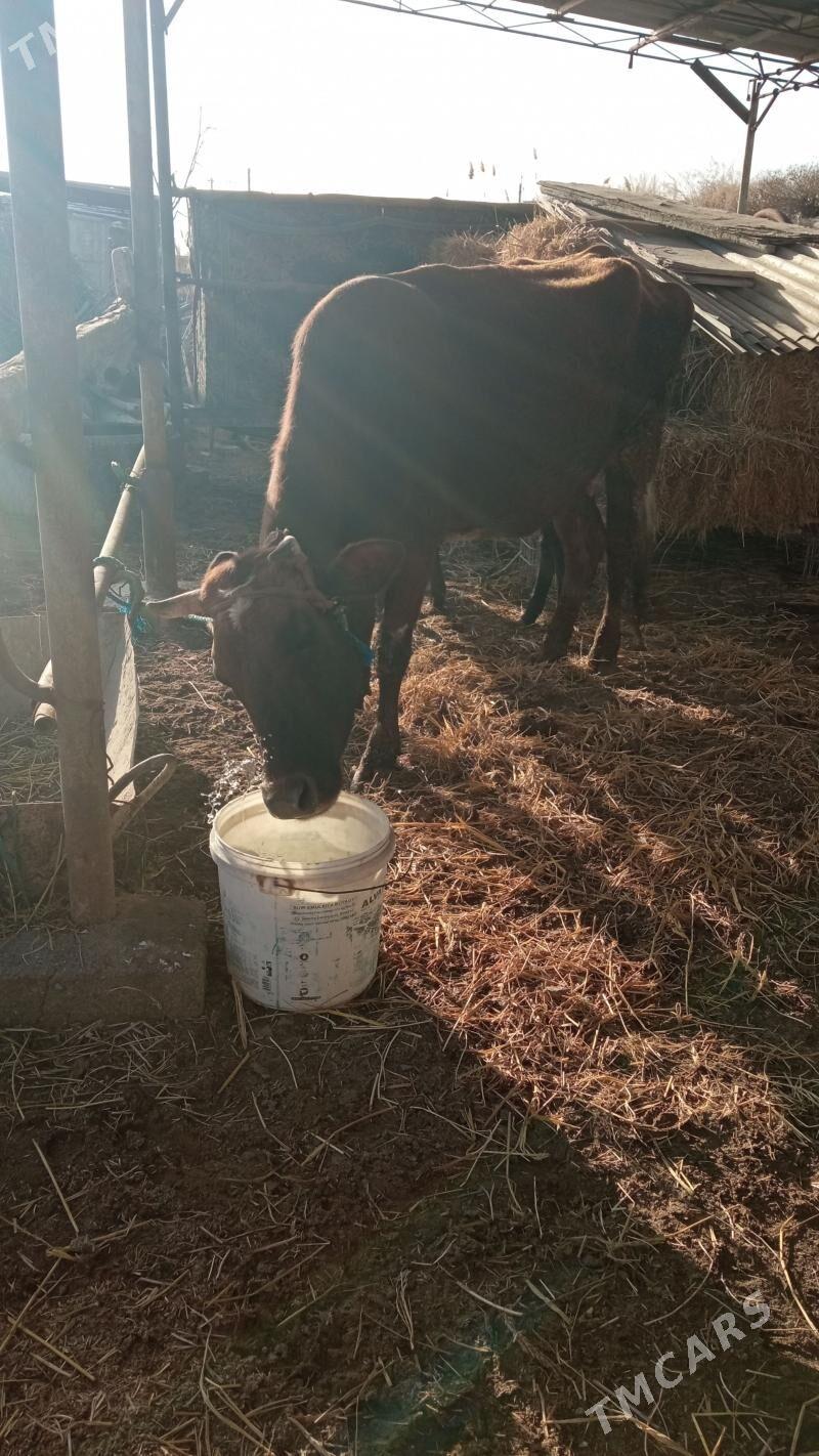 Saglyk sygyr - Дянев - img 1