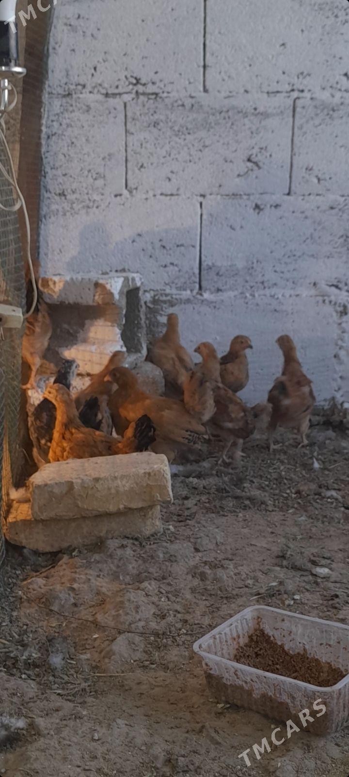 jujeler - Балканабат - img 1