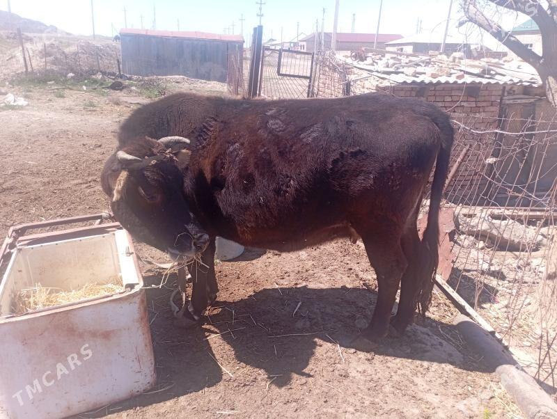 semiz sygyr - Берекет - img 1