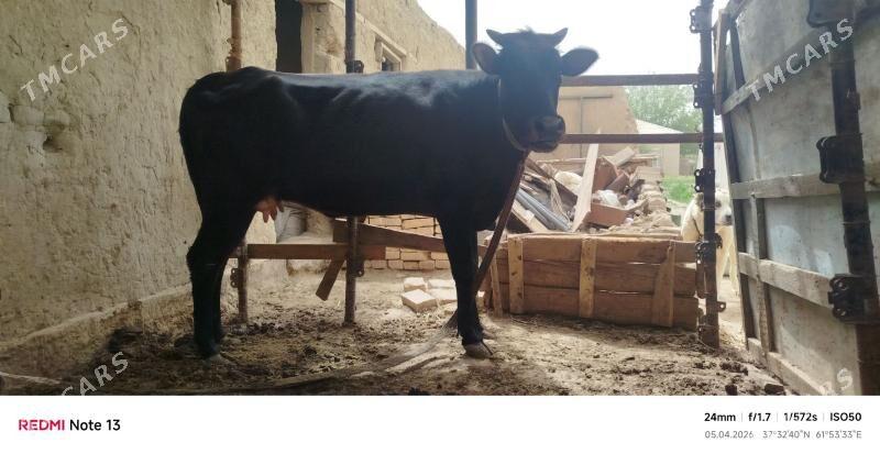 gysyr sygyr - Mary - img 1