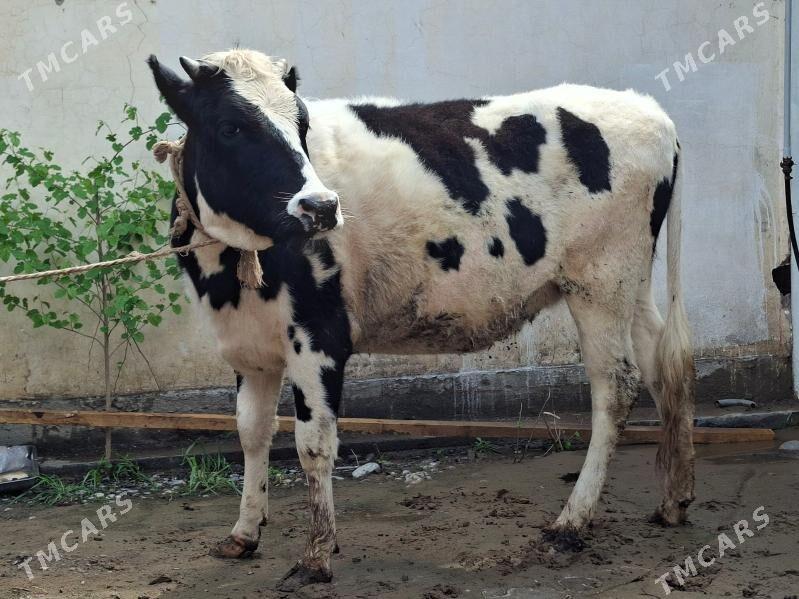 Golstin bogaz tuwe - Ашхабад - img 1