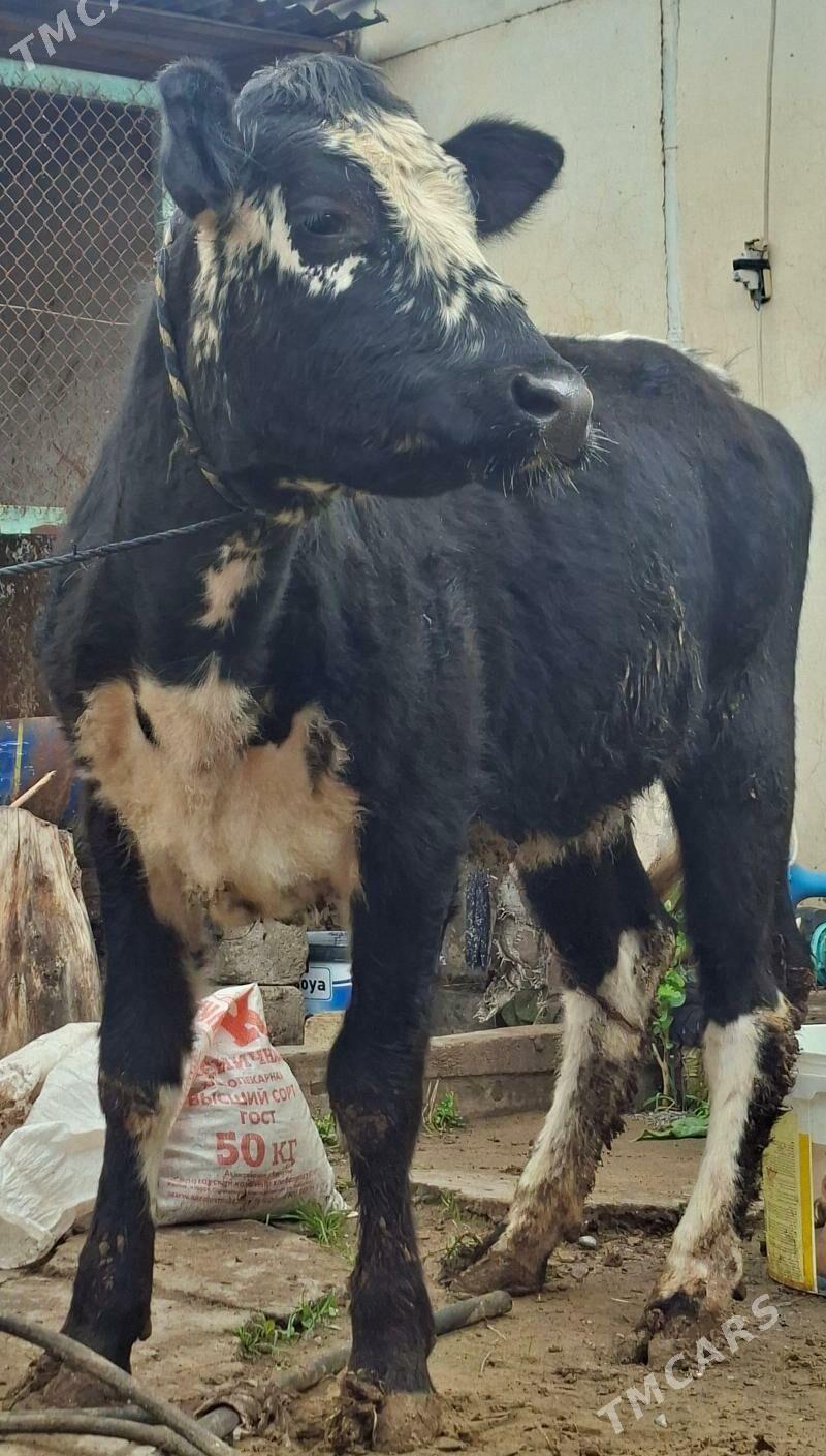 gibrid bogaz tuwe - Aşgabat - img 1