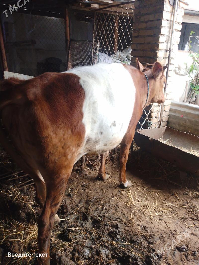 unajyn - Туркменабат - img 1