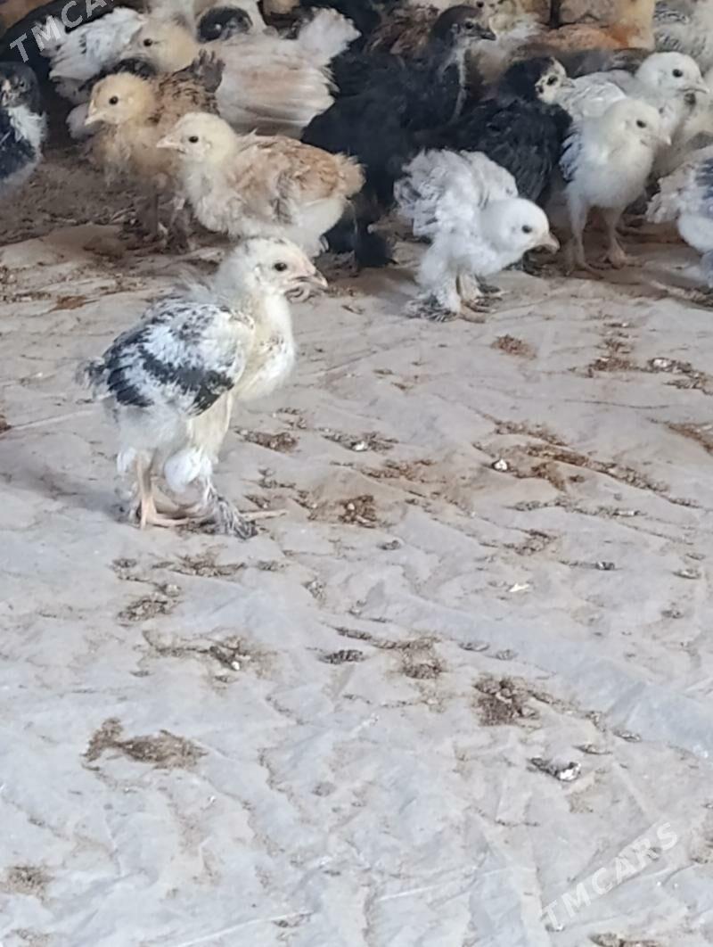 balakly jüýje - Ýolöten - img 1