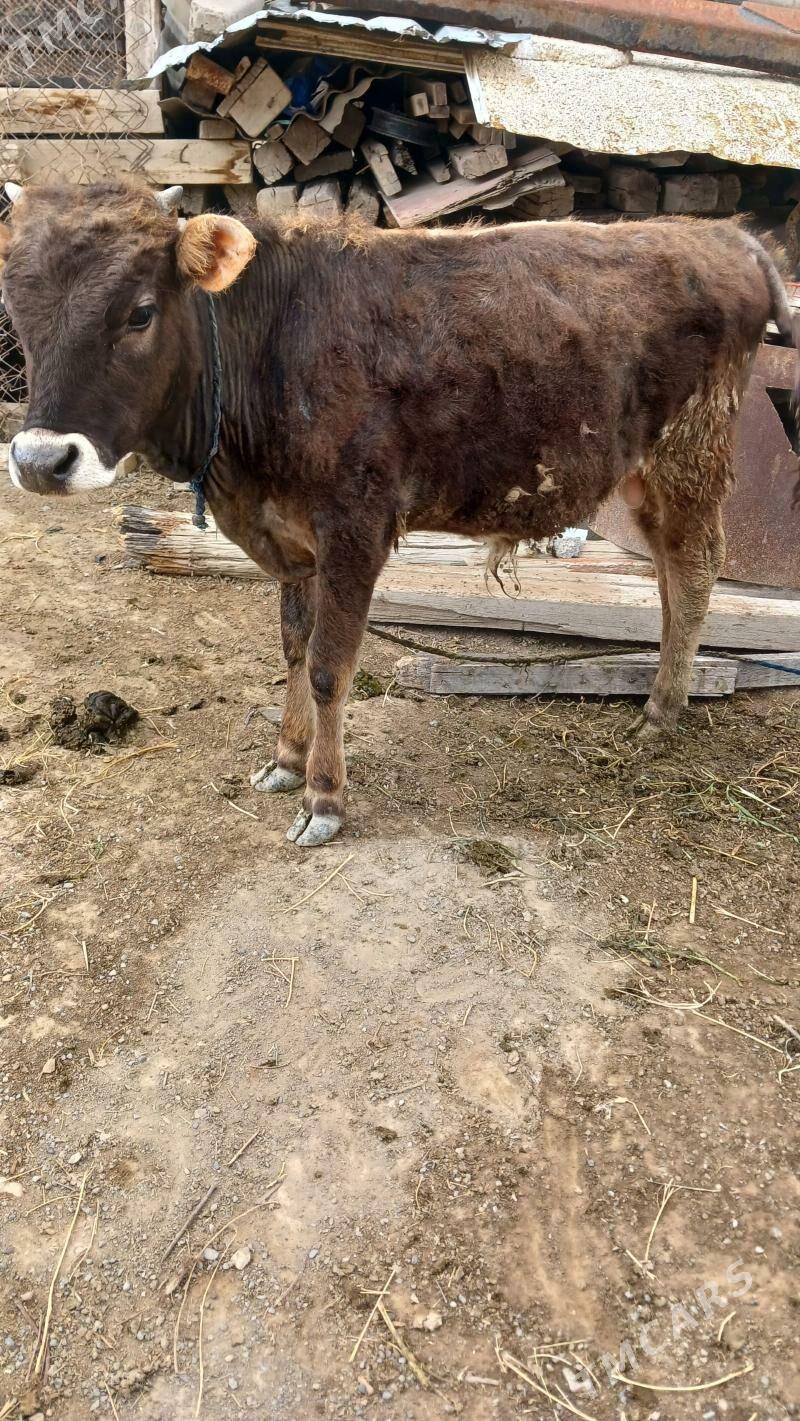 Öküz - Ak bugdaý etraby - img 1