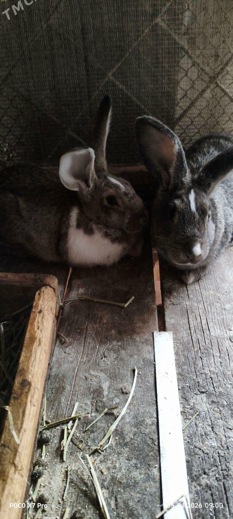 Кролики - Балканабат - img 1