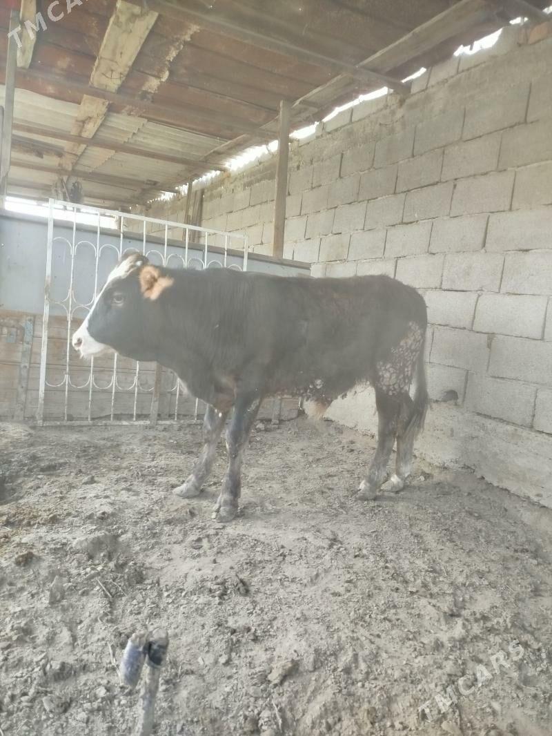 okuz - Гёкдепе - img 1