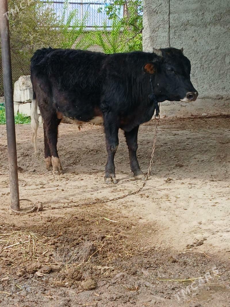 Ökuz - Бахарден - img 1