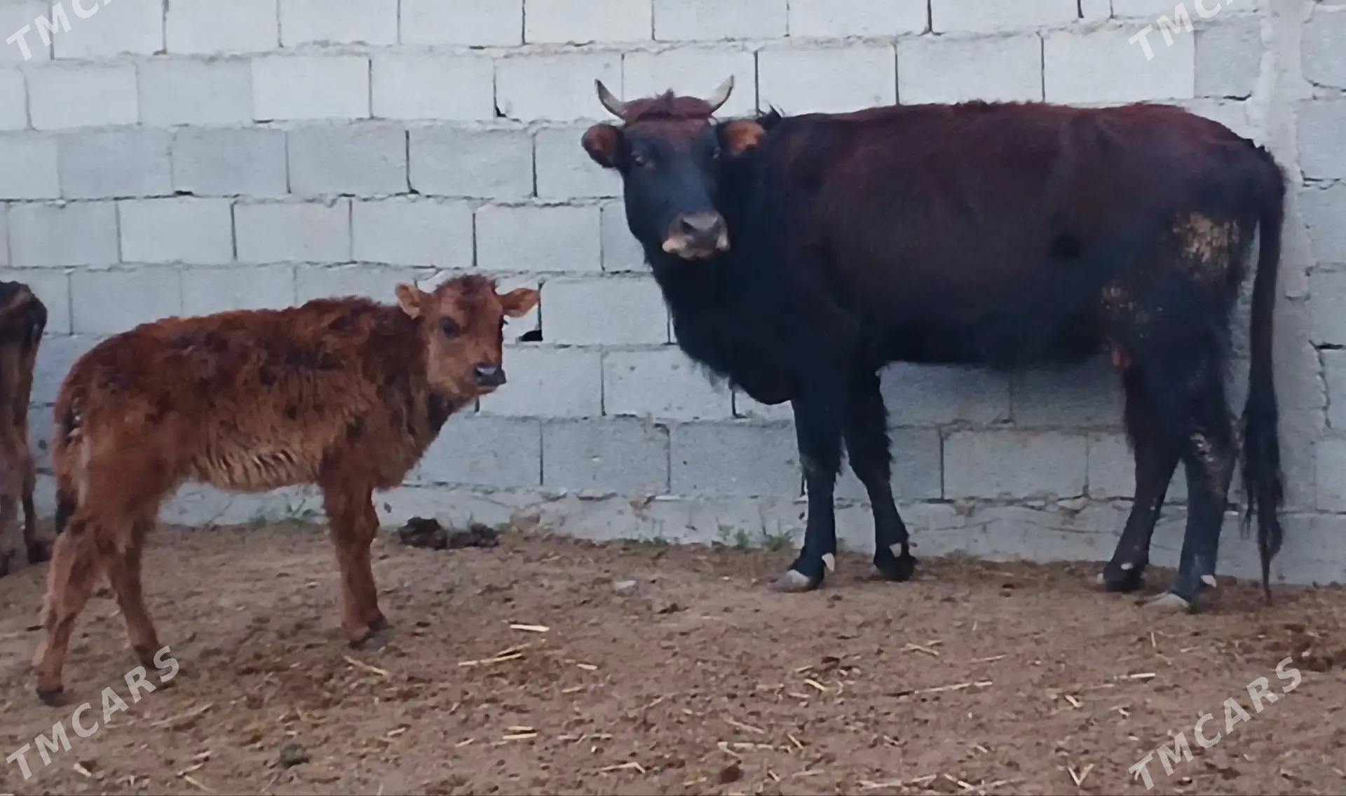 goleli sygyr - Tejen - img 1