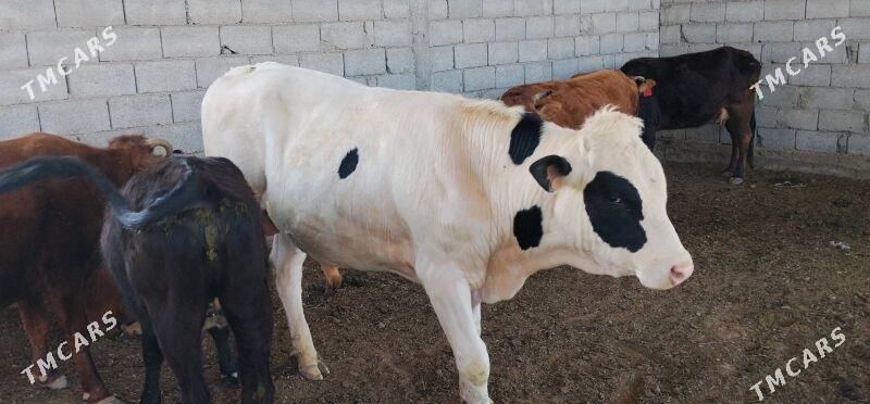 Tohum sygyr - Kaka - img 1