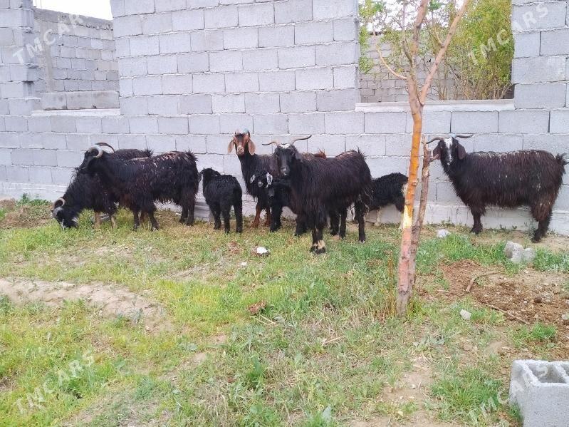 Owlakly geci - Анев - img 1