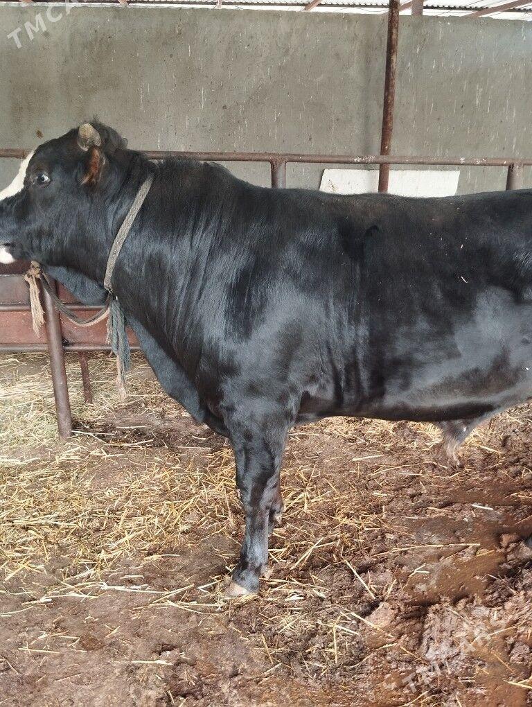 öküz - Бахарден - img 1