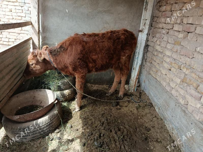 tuwe - Tejen - img 1