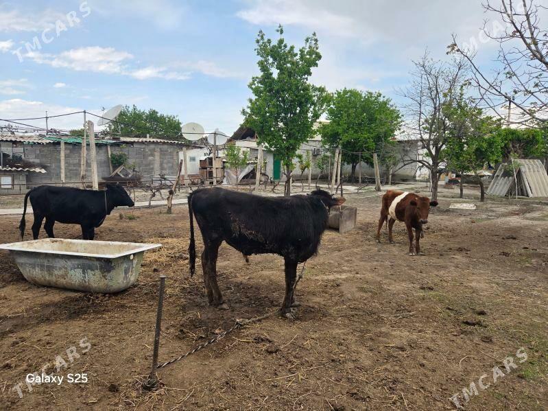 Okuz tuwe - Gökje - img 1