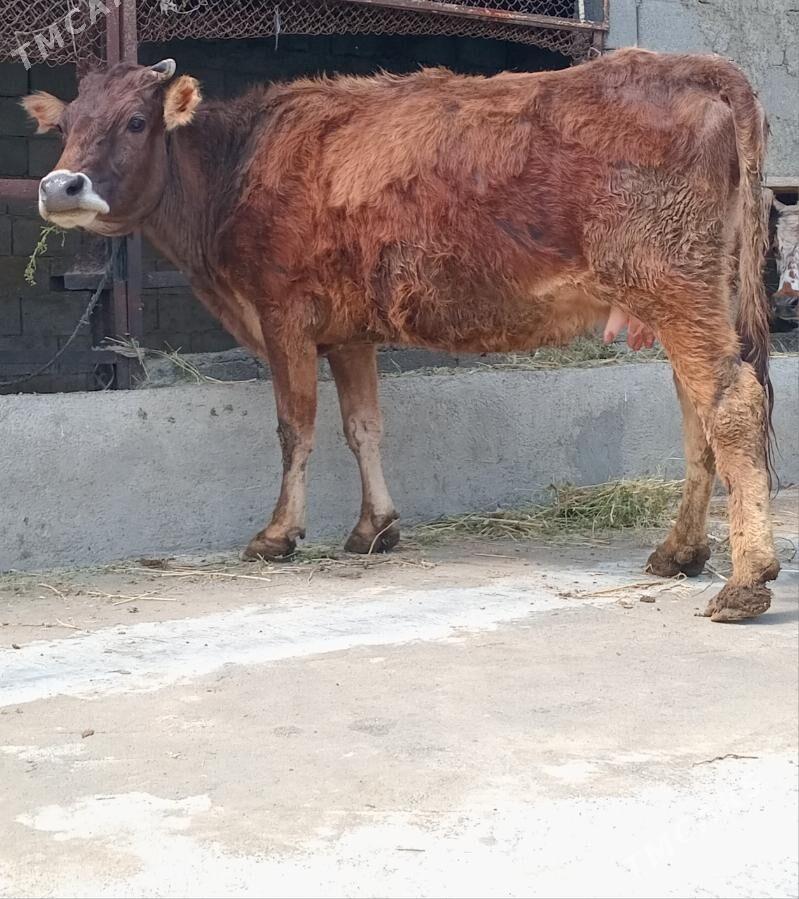 ŞIWES SYGYR - Гёкдепе - img 1