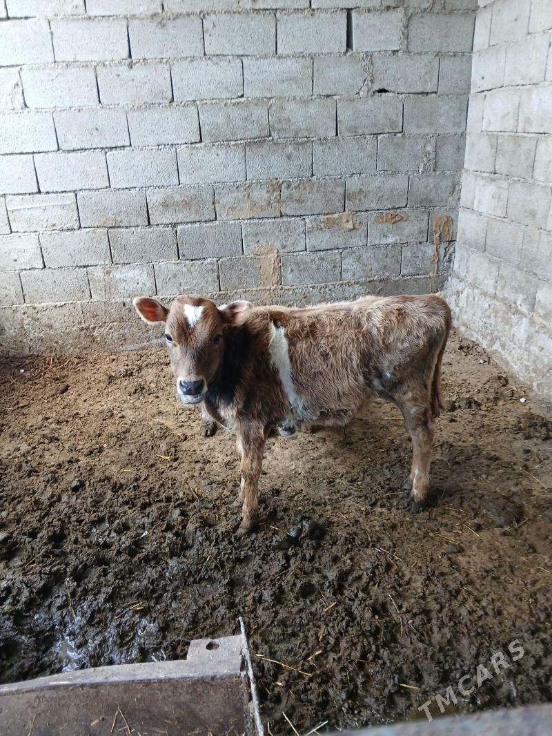 Okuzce - Gökdepe - img 1