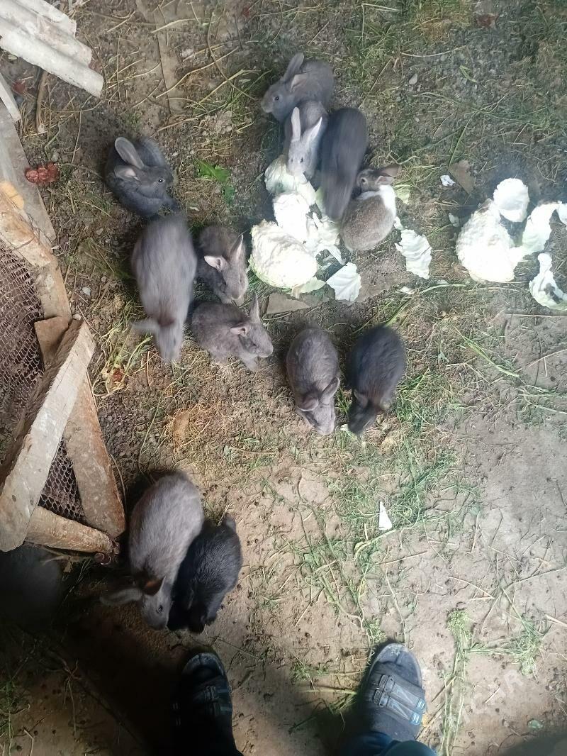 towşon - Gökdepe - img 1