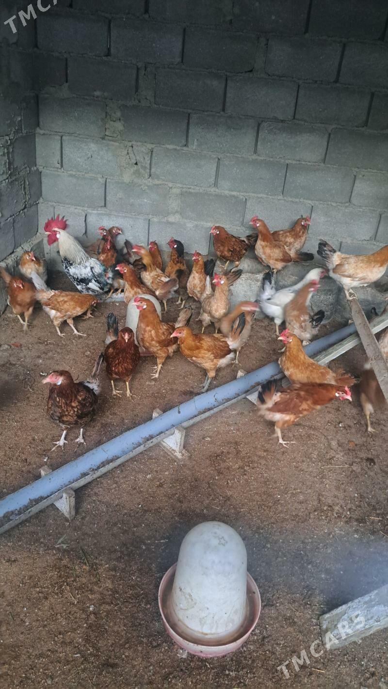 Towuk - Гёкдепе - img 1