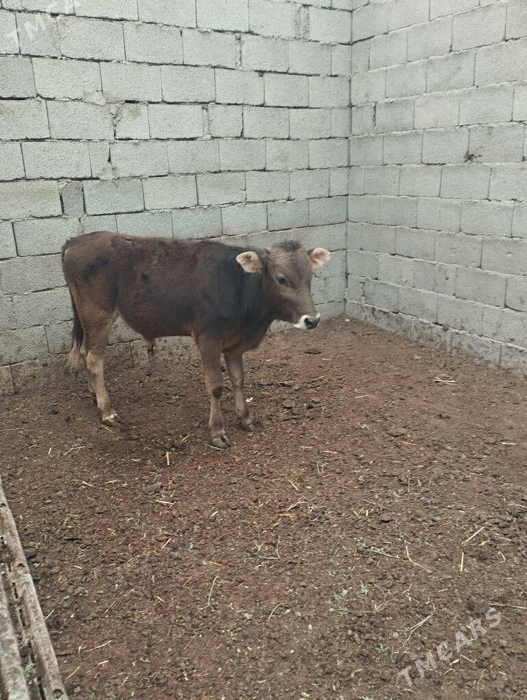 okuz - Гызыларбат - img 1