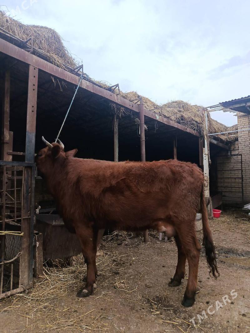 арасса бурлат голели сыгыр - Çärjew - img 1