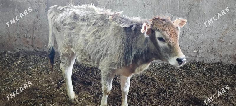 Goleler - Мары - img 1