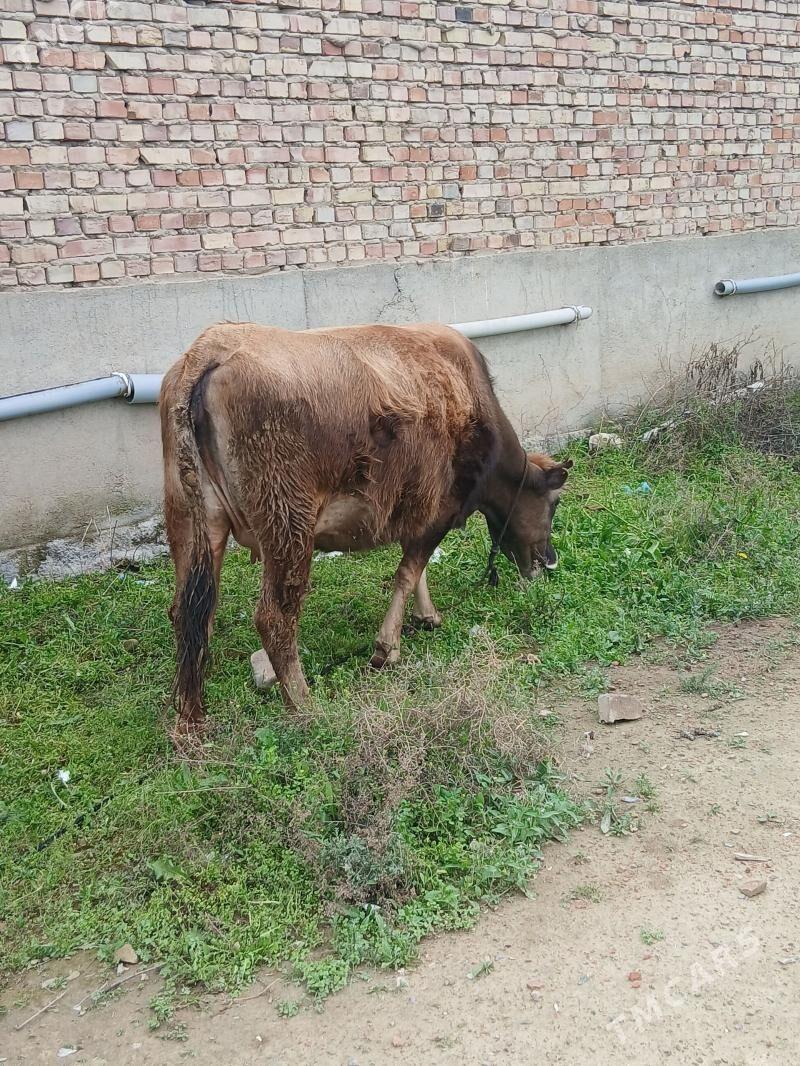 sygyr - Bäherden - img 1