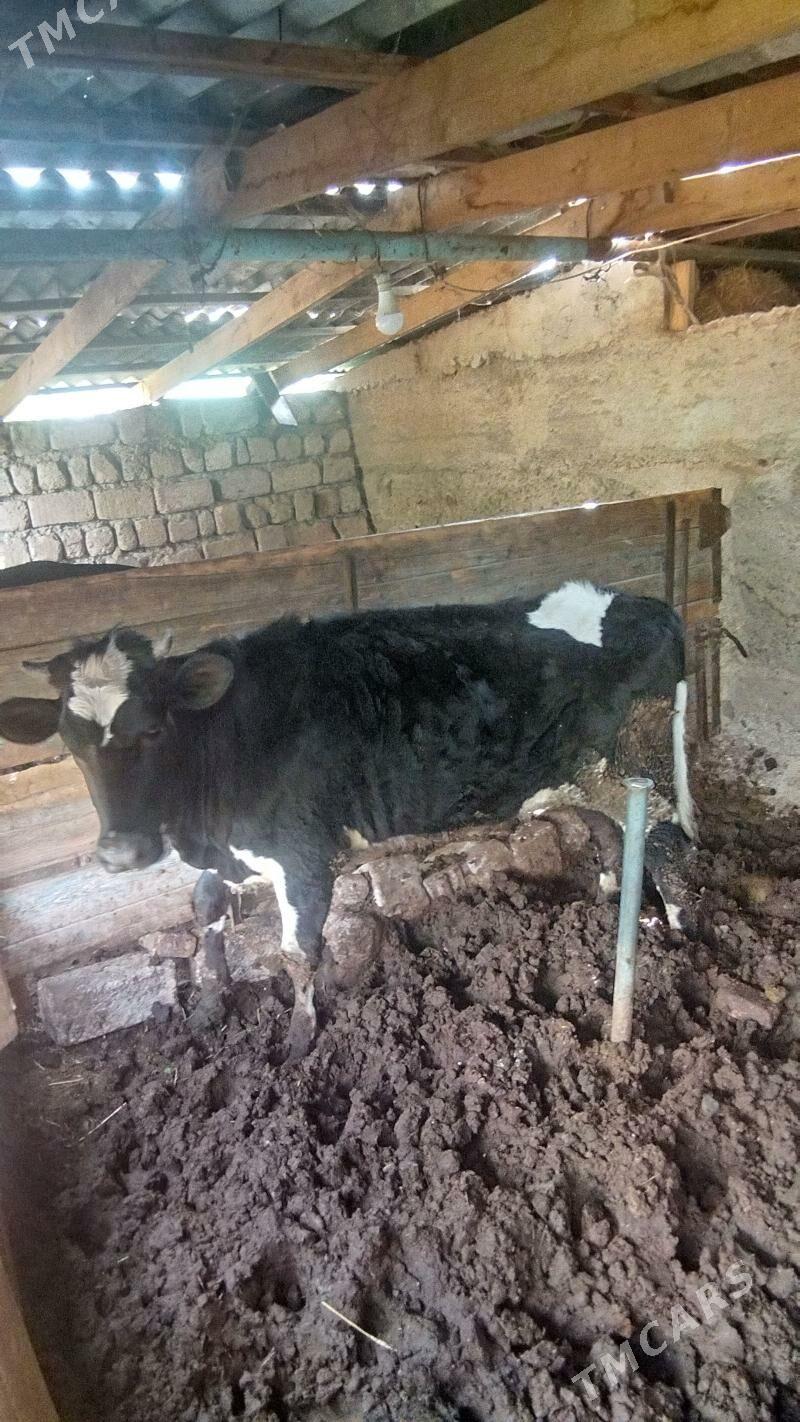 sygyr - Бекреве - img 1