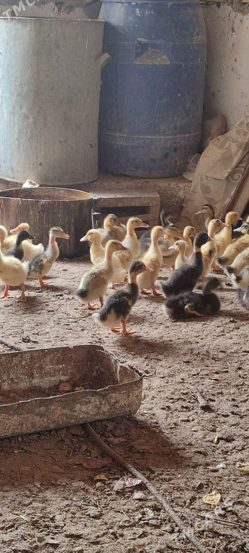 gak gak juyje - Mary - img 1