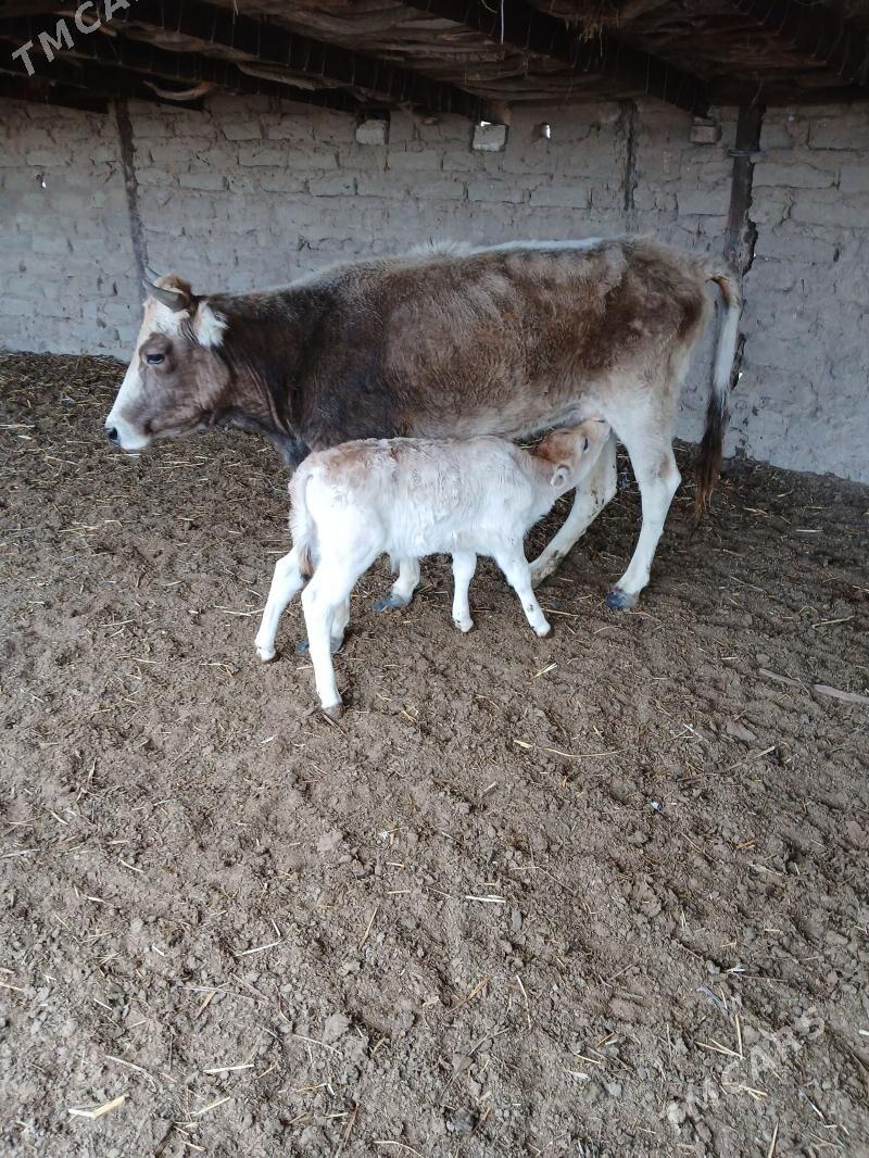 goleli sygyr - Bereket - img 1