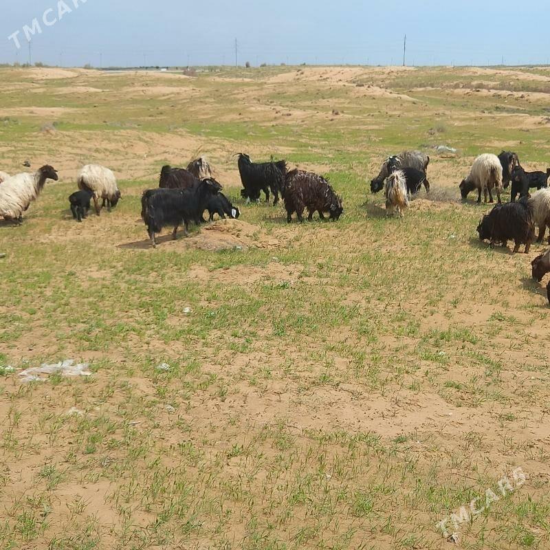 OWLAKLI GEÇI - Чоганлы - img 1