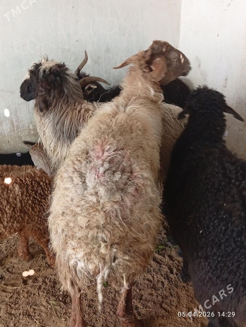 Madow Goyun - Gökdepe - img 1