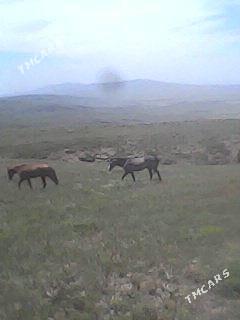 at - Бахарден - img 1